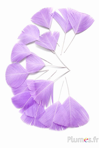 Blütenblätter aus Federn - 6-8 cm x 3-4 cm- parma